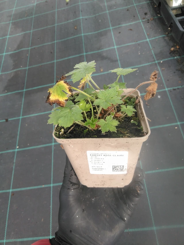 Kurjenpolvi Rose Claire - 13. 10. 2025