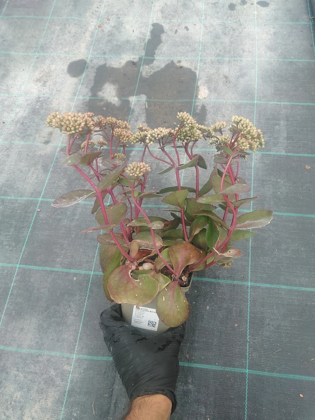 Sedum Matrona - 10. 9. 2025