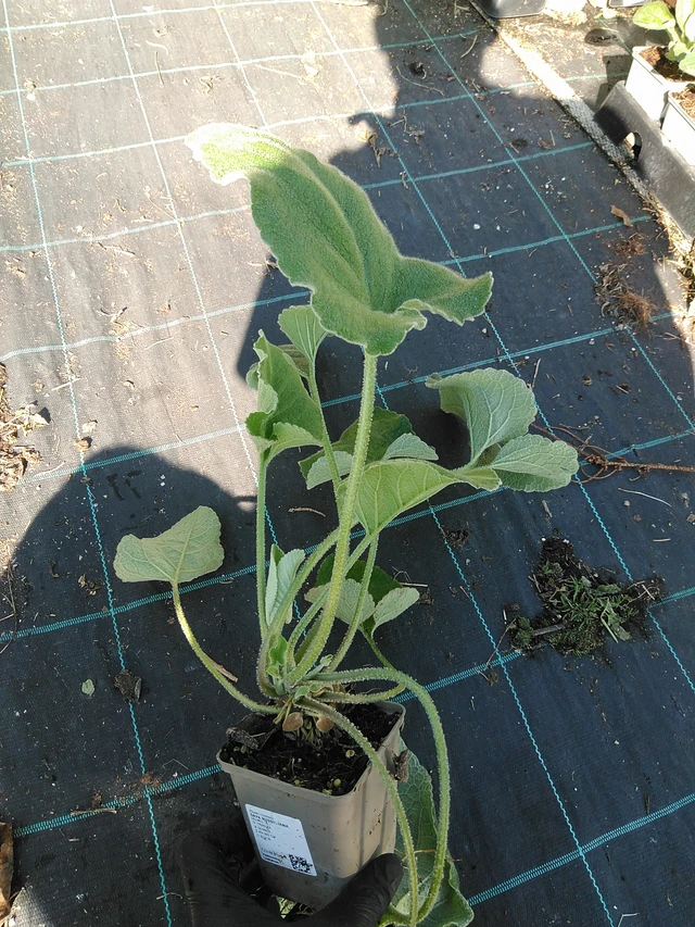 Phlomis Russeliana - 19. 8. 2025