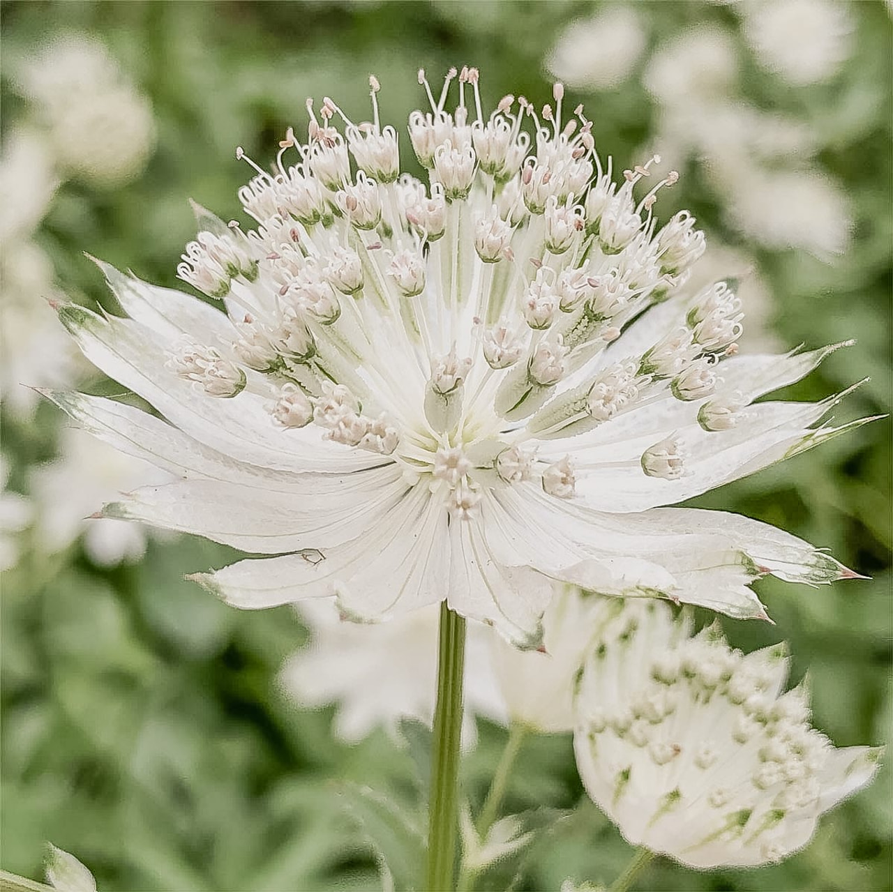 Tähtiputki Alba, Loukykvět