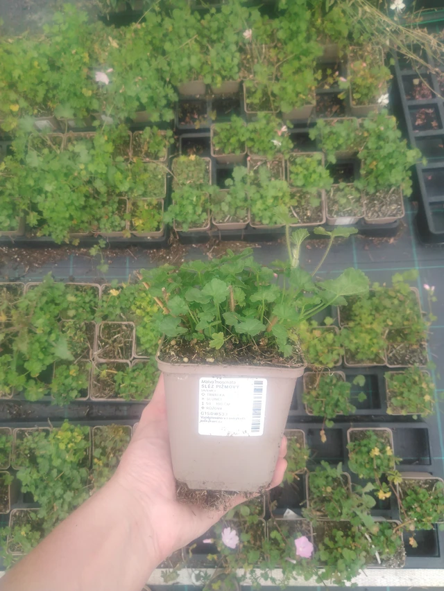 Malva moschata - 2024