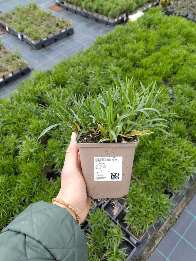 Kärsämö The Pearl - 21. 4. 2026