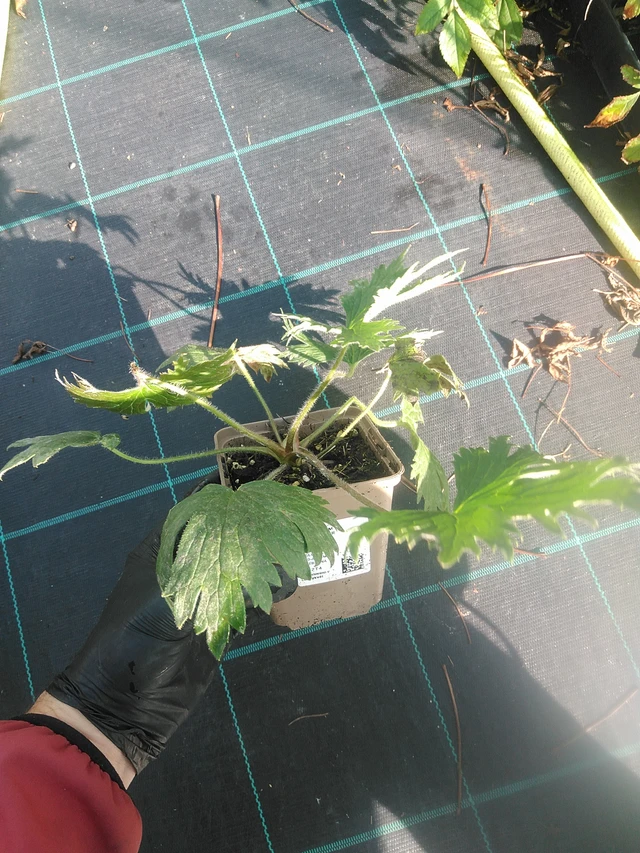 Espuela de caballero Highlander Flamenco - 13. 10. 2025