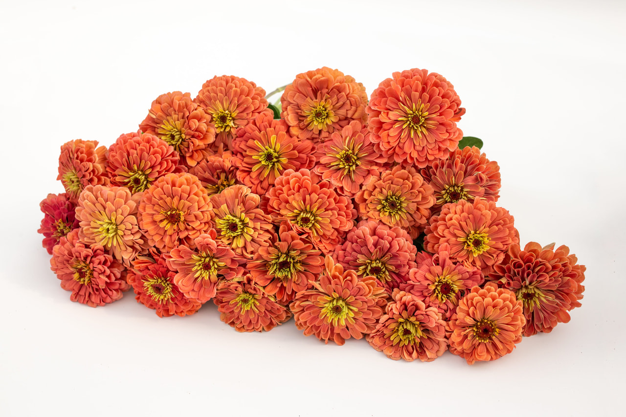 Zinnia Benary’s Giant Salmon Rose, Loukykvět