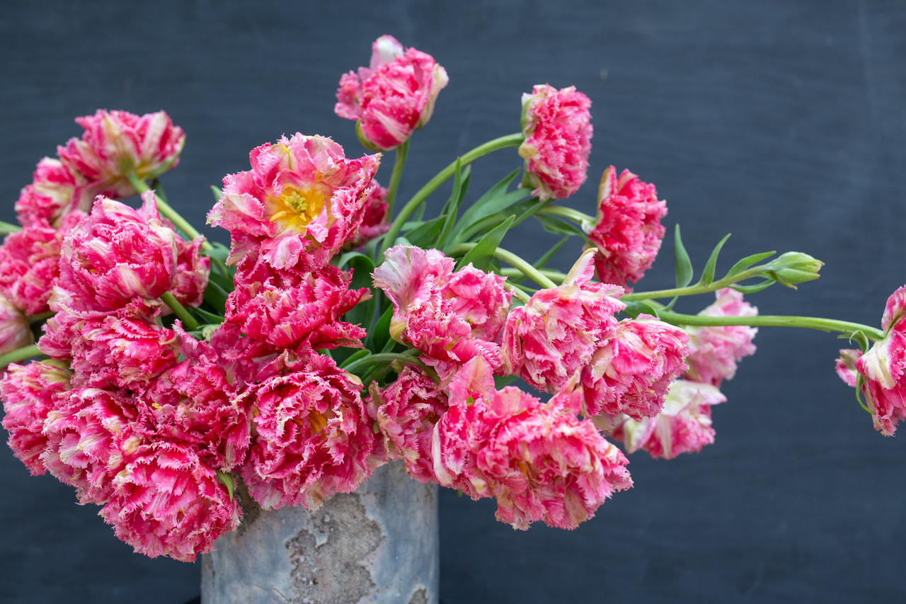 Tulppaani Crispion Sweet, Loukykvět