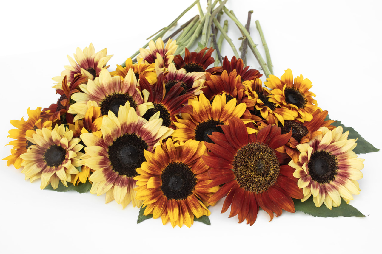 Sunflower ProCut Vanilla Maple Mix, Loukykvět