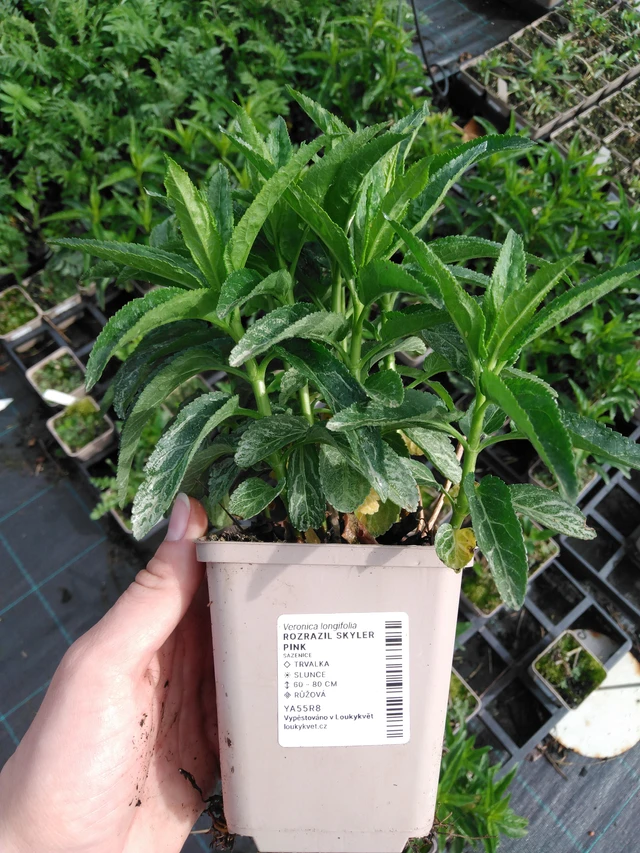 Tähkätädyke Skyler Pink - 2024