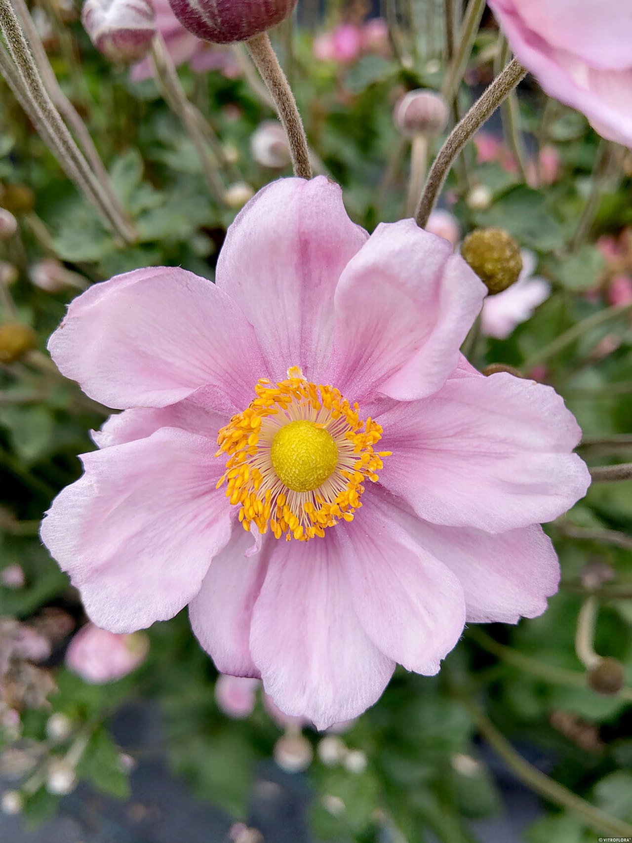 Syysvuokko Königin Charlotte, Loukykvět