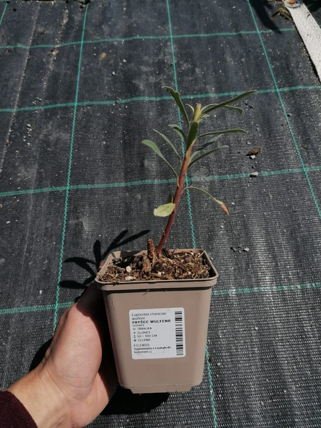 Euphorbia Wulfenii - 2024