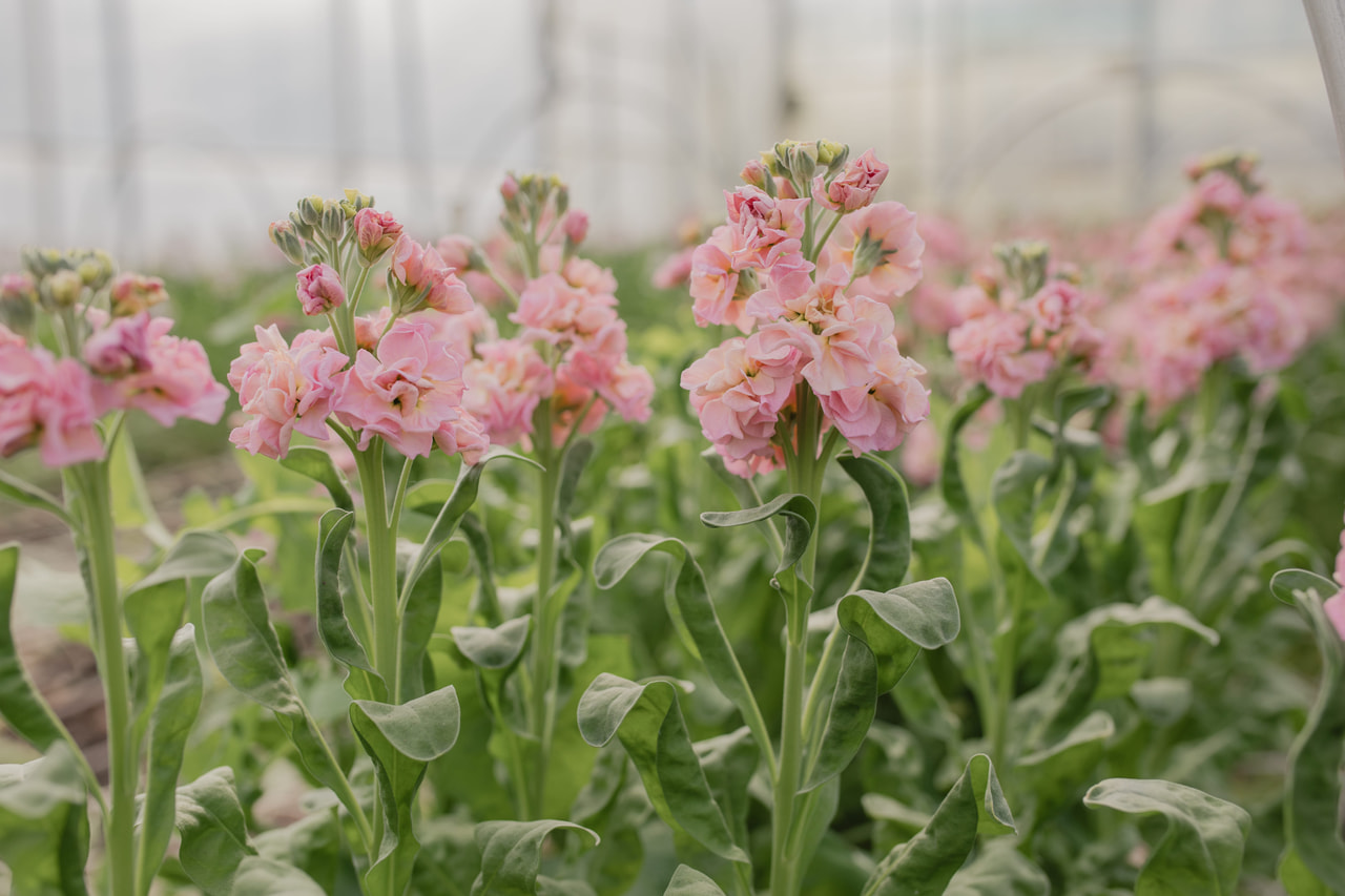 Stock StoX Champagne, Loukykvět
