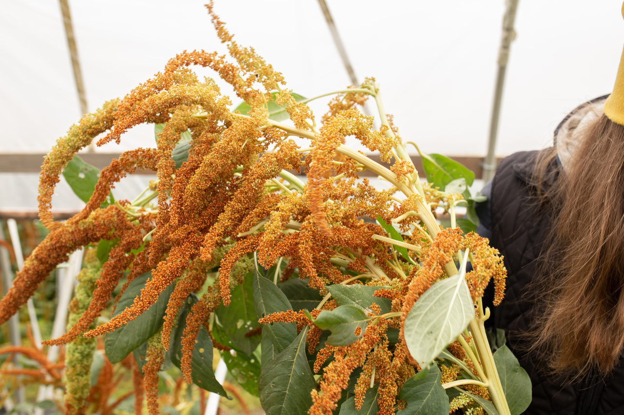 Amaranth Autumn’s Touch, Loukykvět