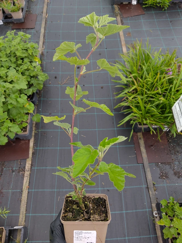 Lavatera Bredon Springs - 12. 9. 2025