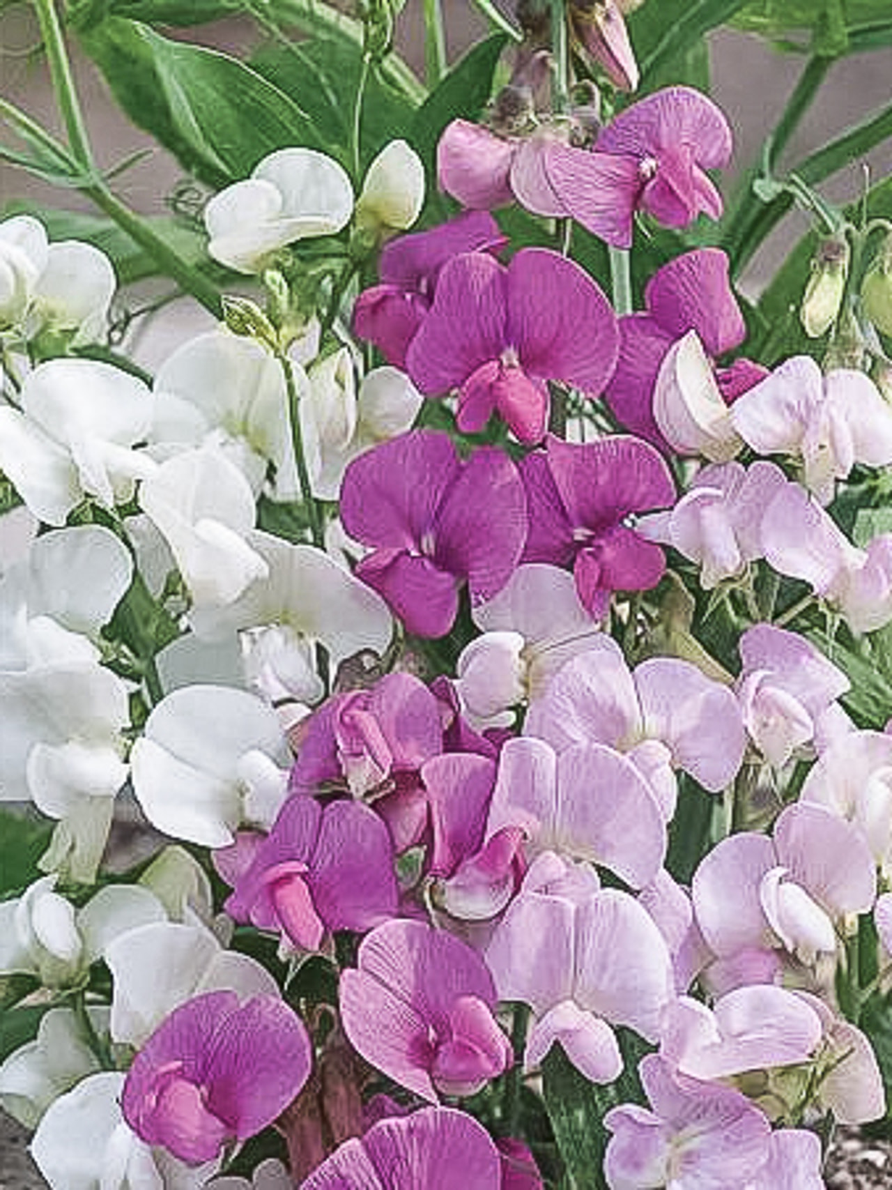 Tuoksuherne Pearl Mixture, Loukykvět