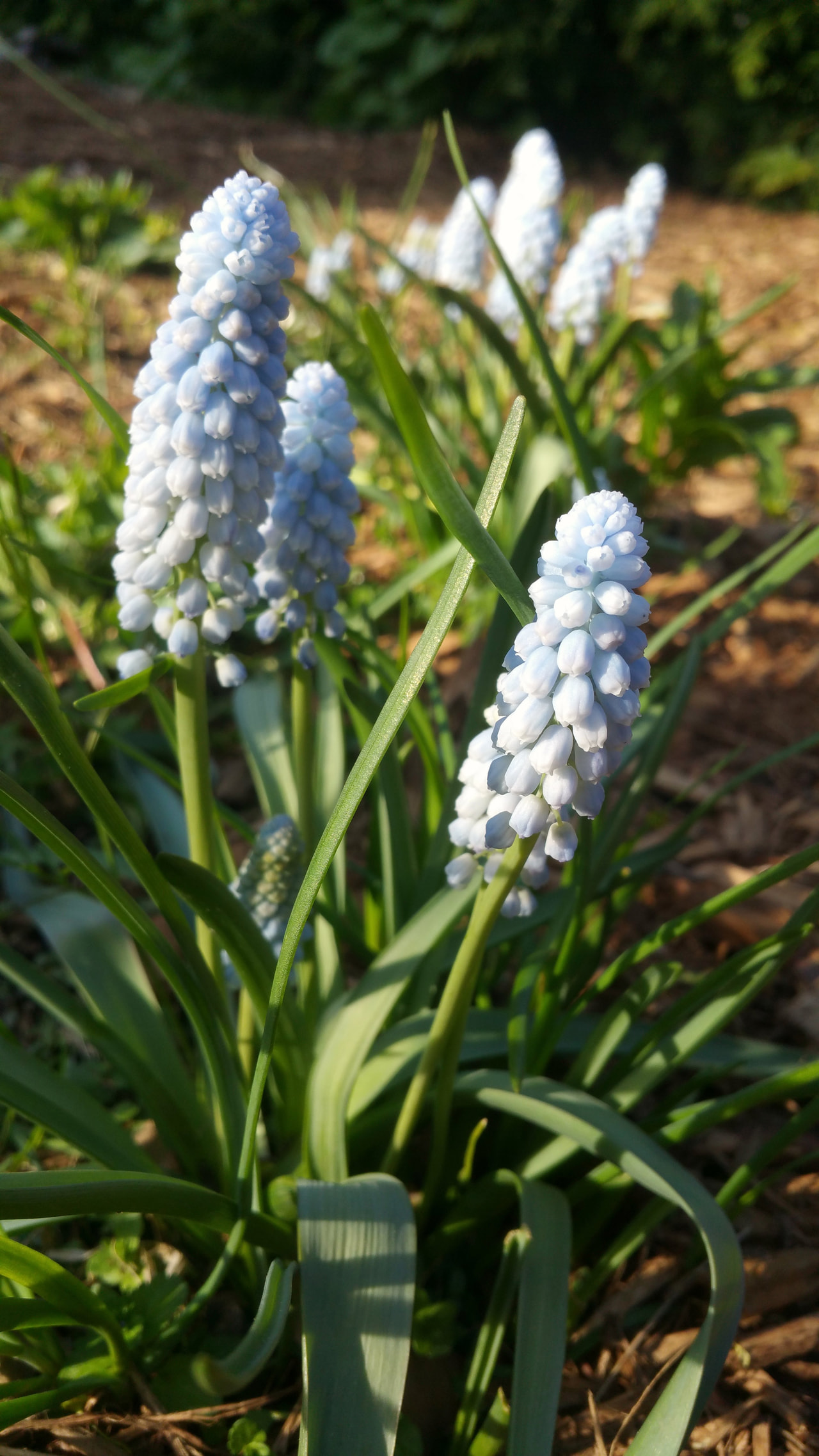 Helmililja Baby’s Breath, Loukykvět