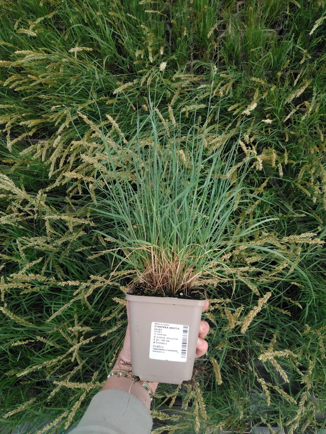 Tähkähelmikkä Silky - 2024