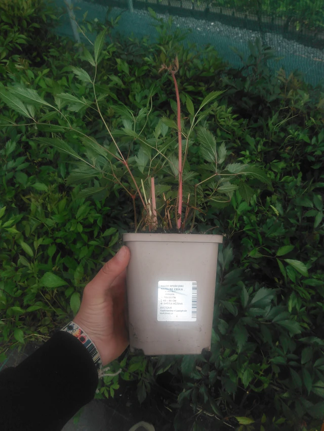 Jaloangervo Erika - 2024