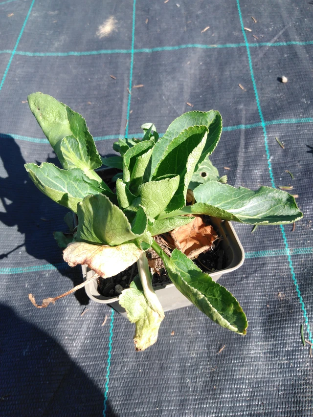 Eringio Glitter White - 3. 4. 2025