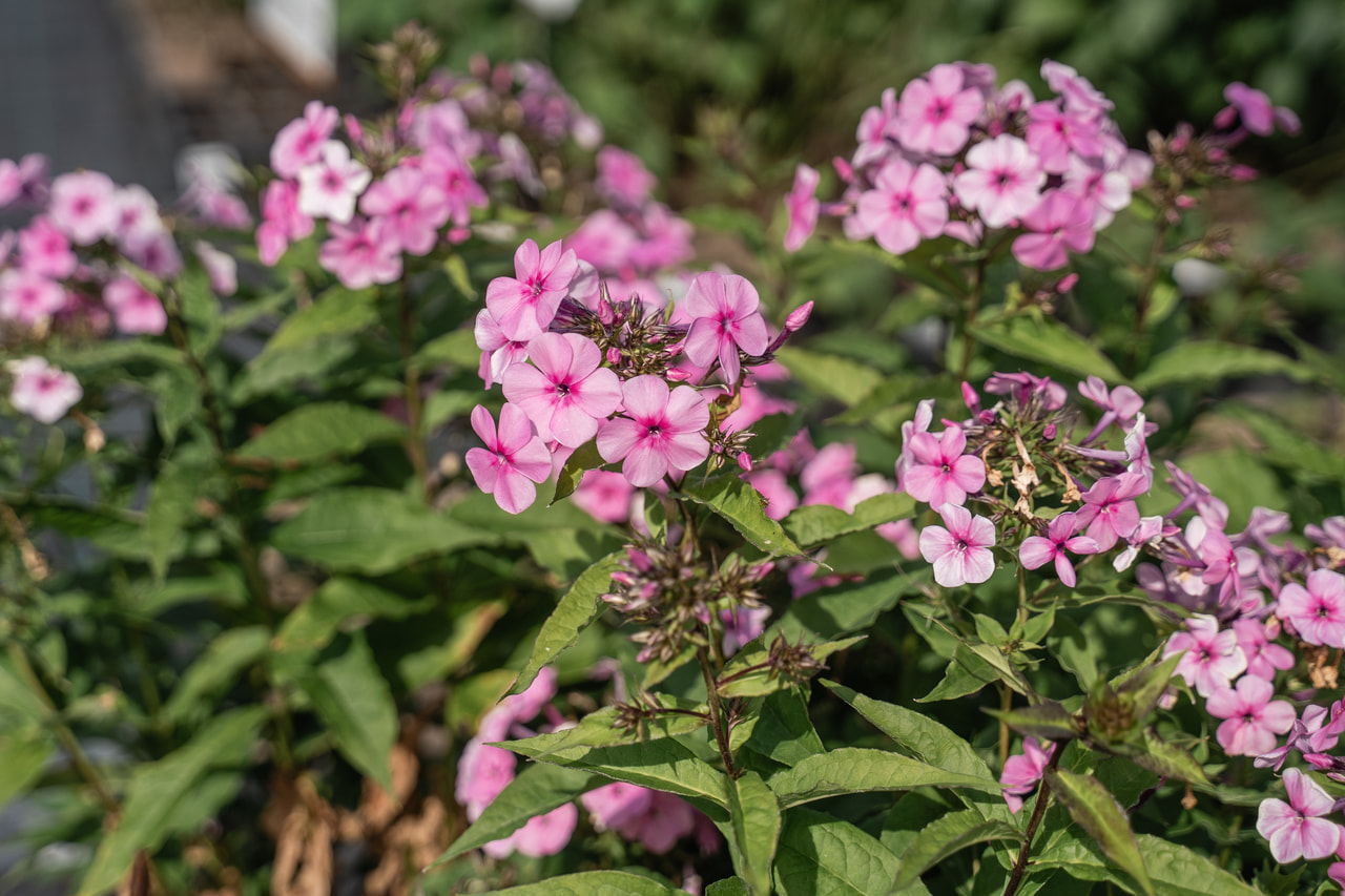 Leimu Minnehaha, Loukykvět