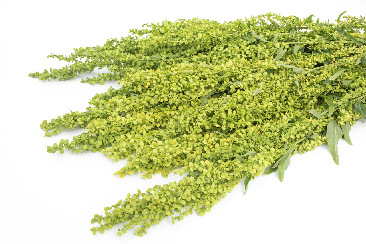 Tuinmelde Plume Green, Loukykvět