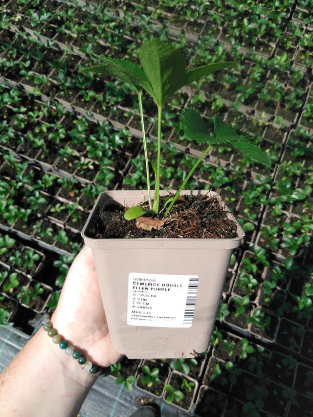 Jouluruusu Double Ellen Purple - 2024