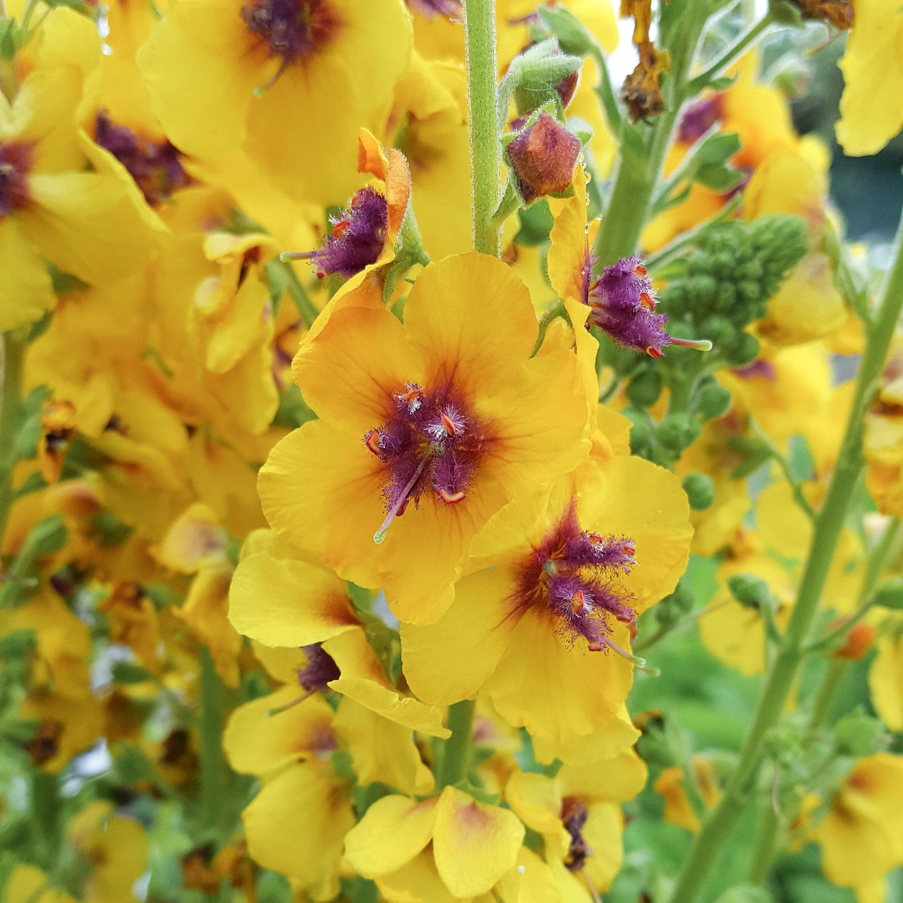 Verbascum Cotswold Queen, Loukykvět