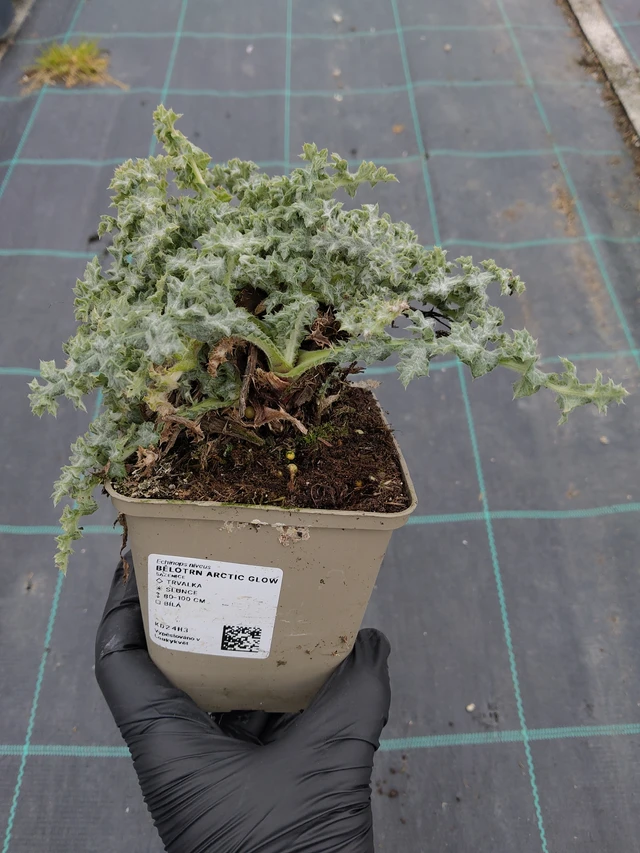 Pallo-ohdake Arctic Glow - 31. 3. 2026