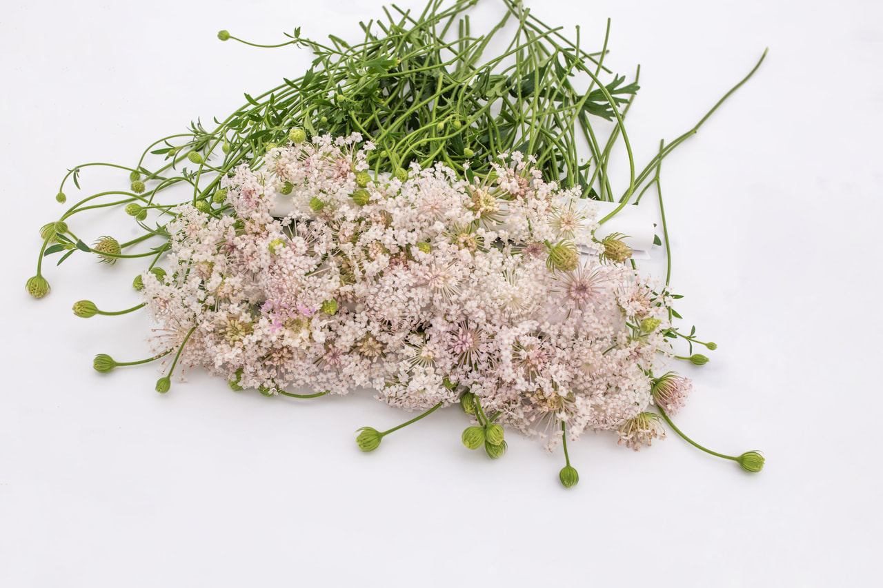 Didiscus Lacy Pink, Loukykvět