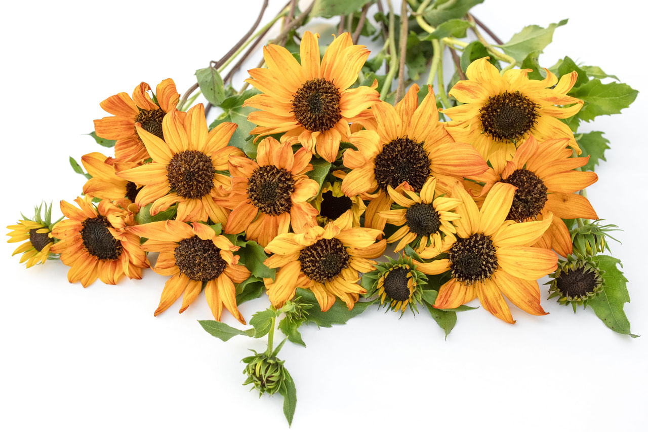 Zonnebloem Soluna Bronze, Loukykvět