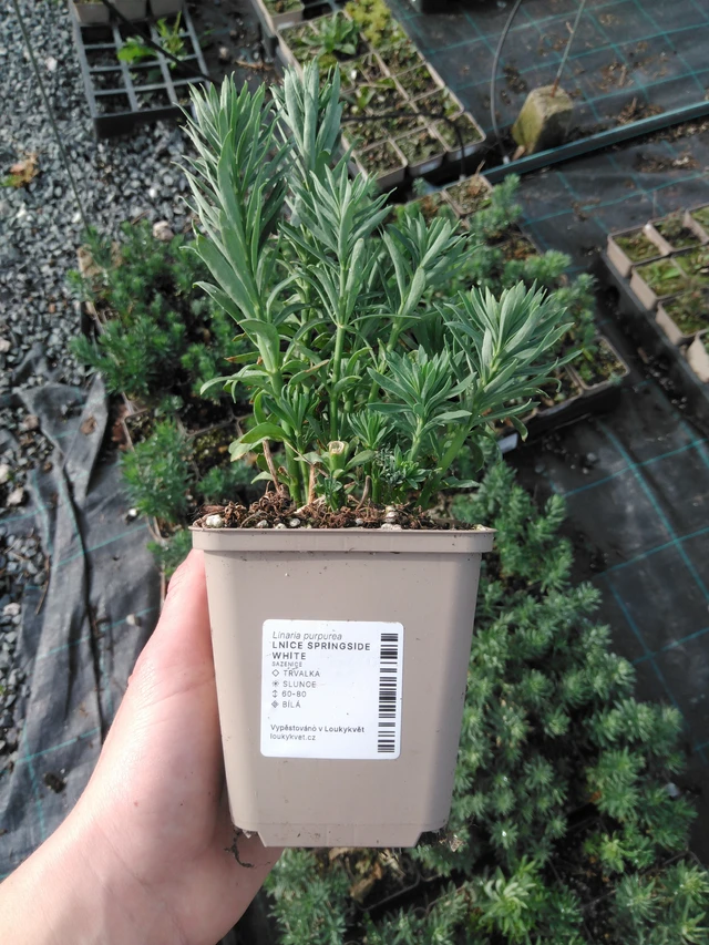 Linaria Springside White - 2024