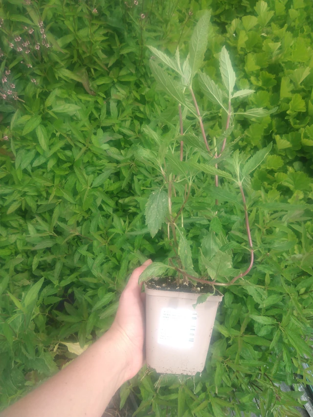 Verbena Pink Spires - 2024