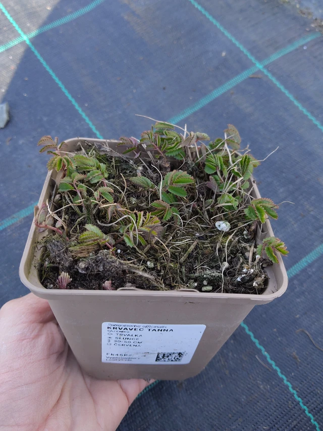 Luppio Tanna - 27. 3. 2026