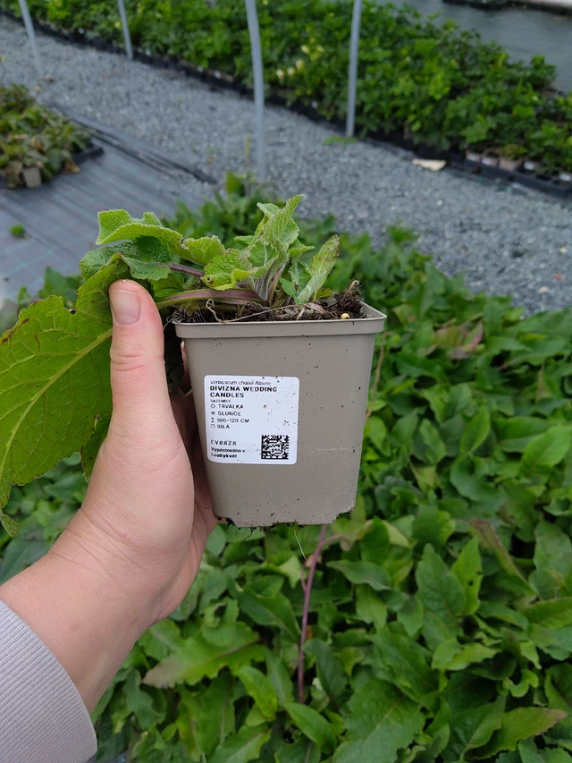 Verbascum Wedding Candles - 10. 10. 2025