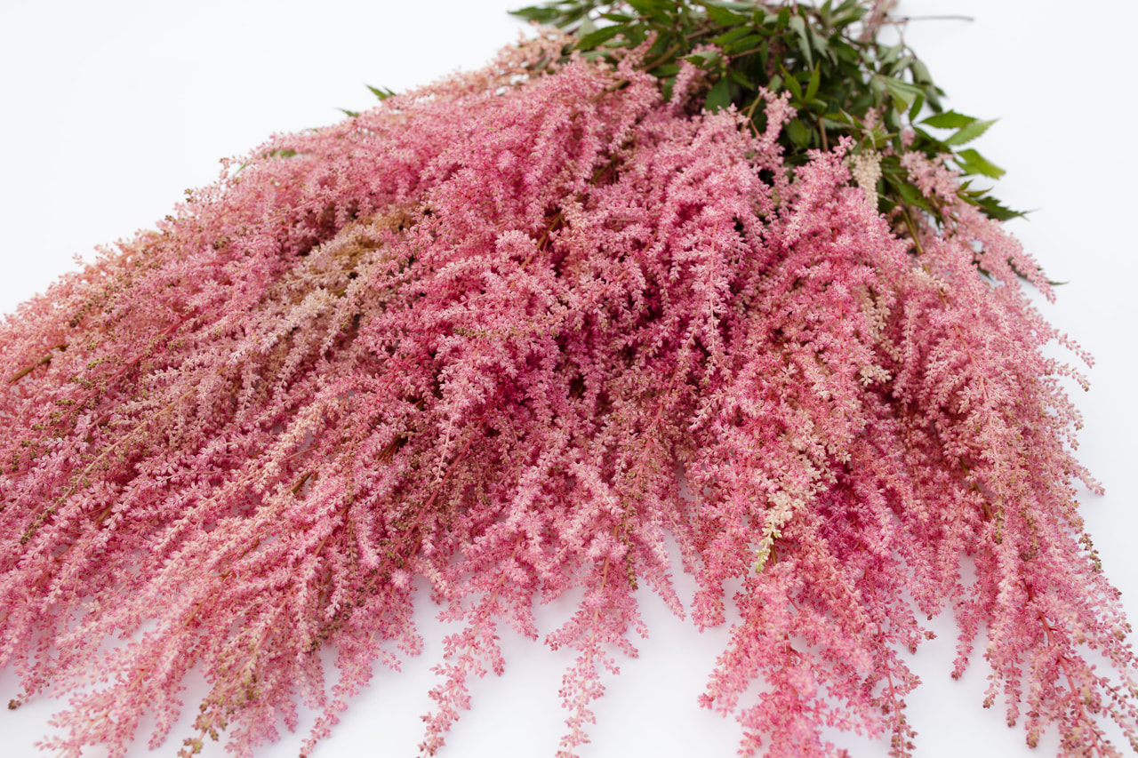 Jaloangervo Cattleya, Loukykvět