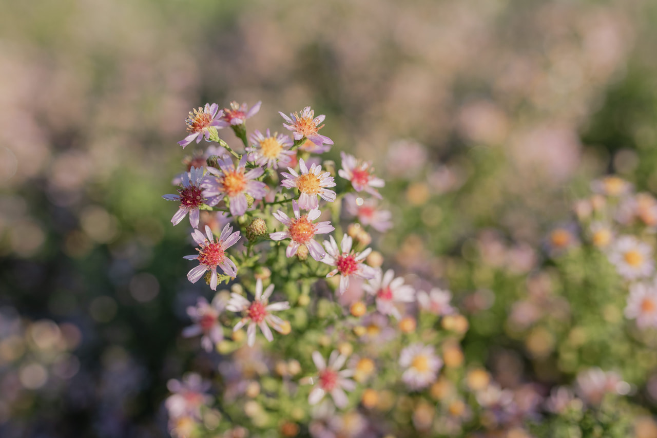 Asteri Lovely, Loukykvět