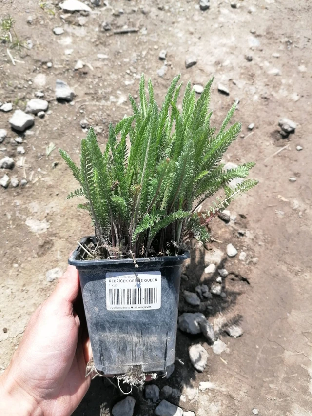 Siankärsämö Cerise Queen - 2024