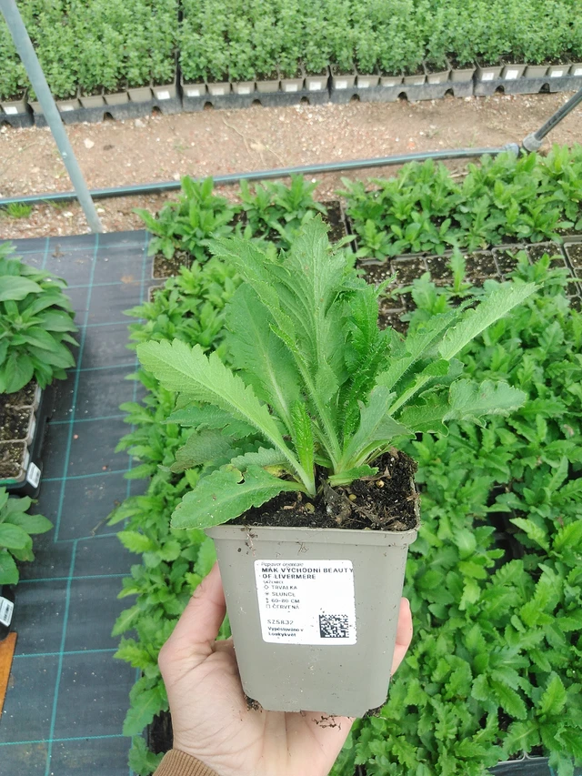 Idänunikko Beauty of Livermere - 9. 6. 2025