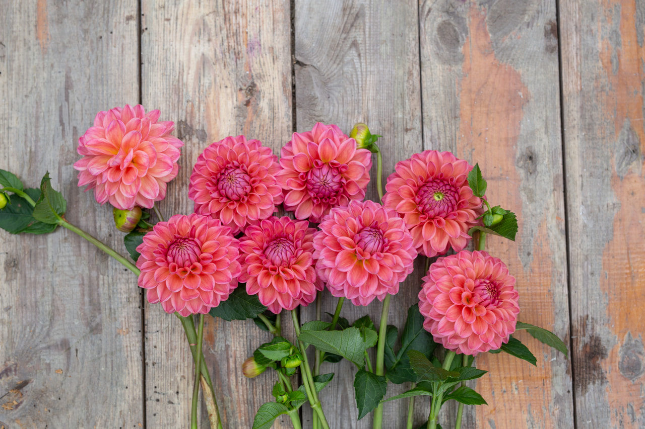 Dalia Dikara Superb, Loukykvět