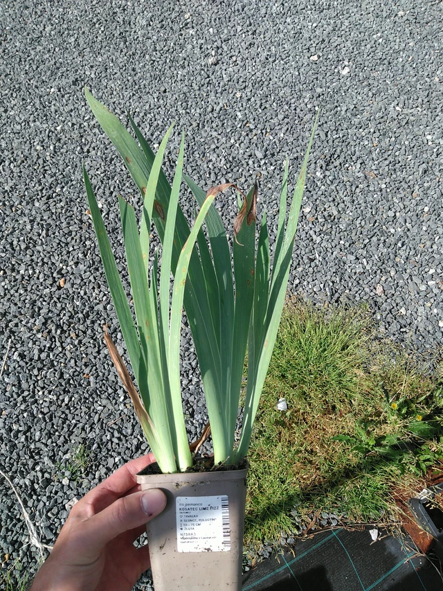 Kurjenmiekka Lime Fizz - 24. 6. 2025