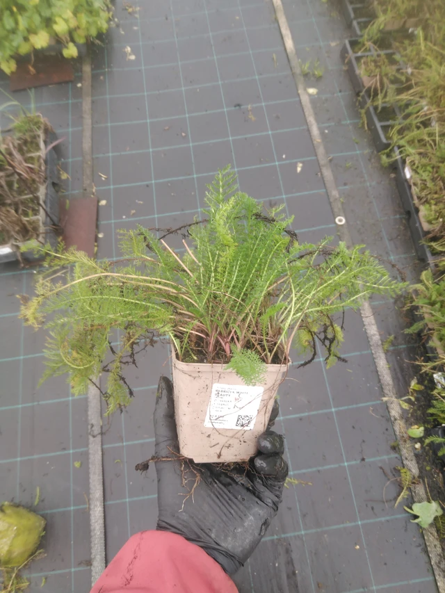 Siankärsämö White Beauty - 23. 10. 2025