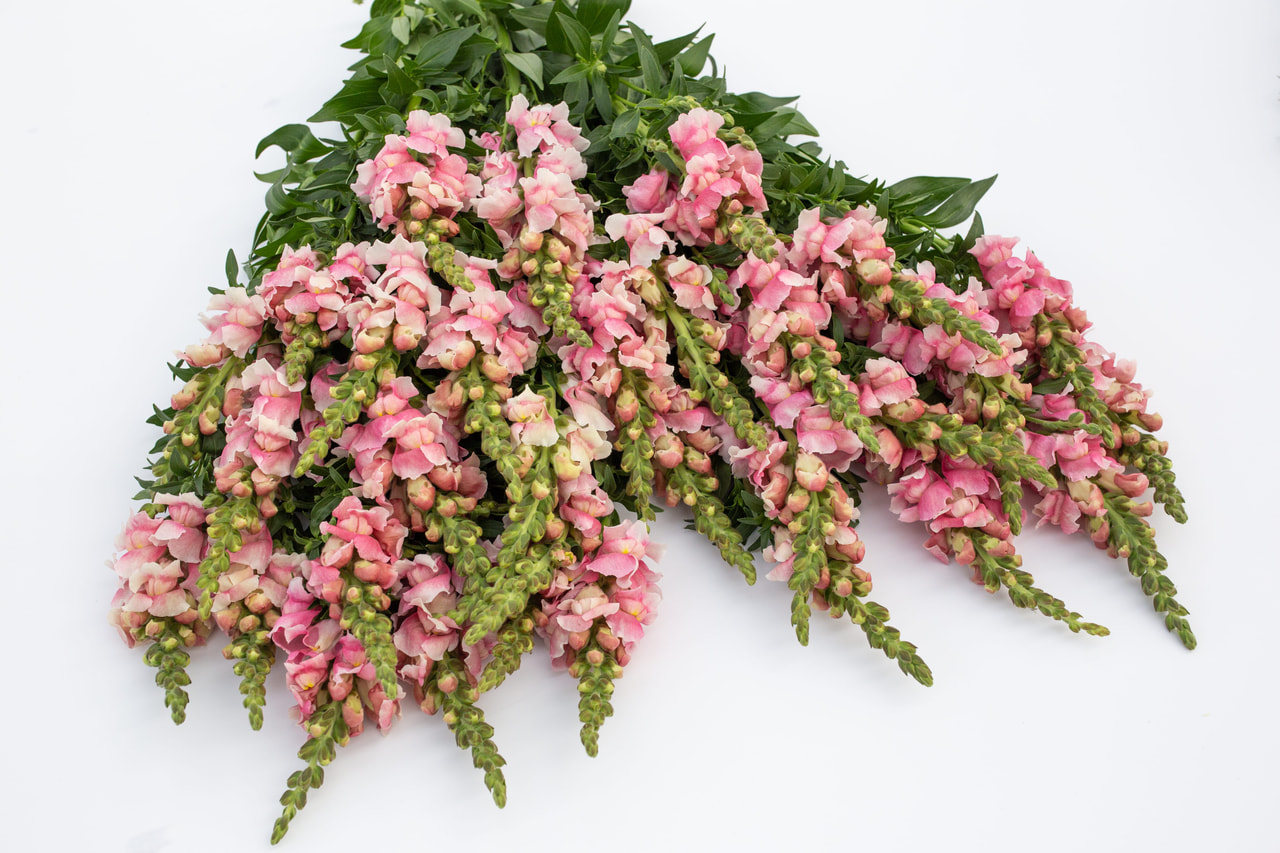 Leijonankita Bridal Pink, Loukykvět