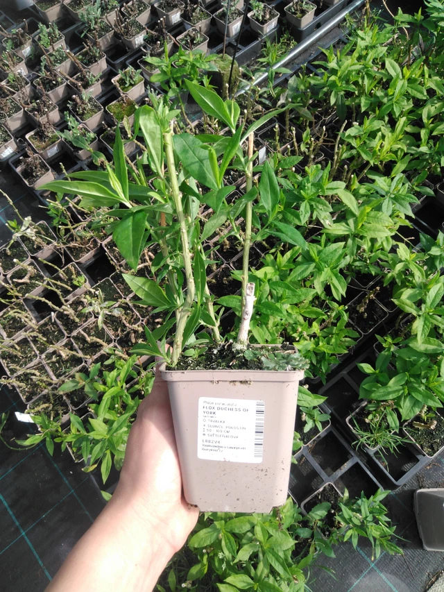 Kiiltoleimu Duchess of York - 2024