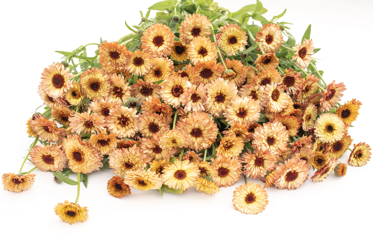 Marigold Pygmy Buff, Loukykvět