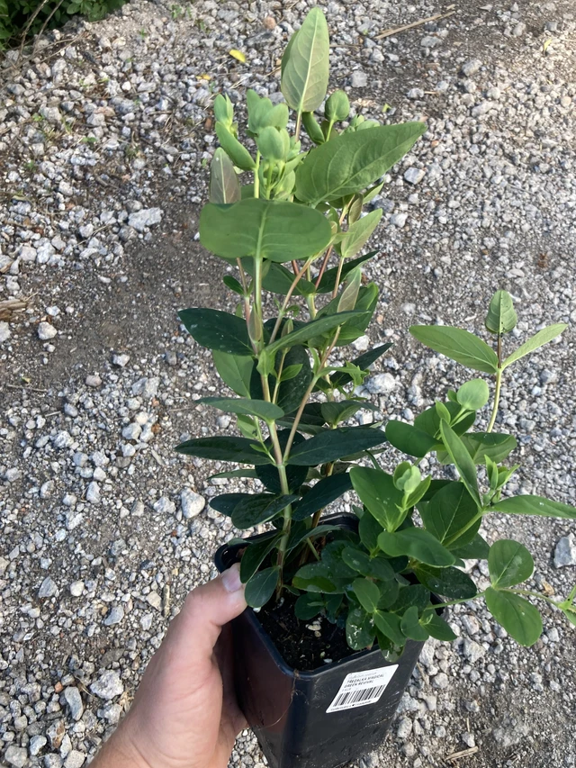 Kuisma Magical Green Revival - 2024