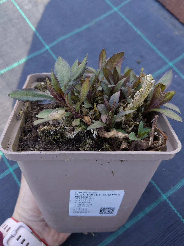 Leimu Sweet Summer Melody - 27. 3. 2026