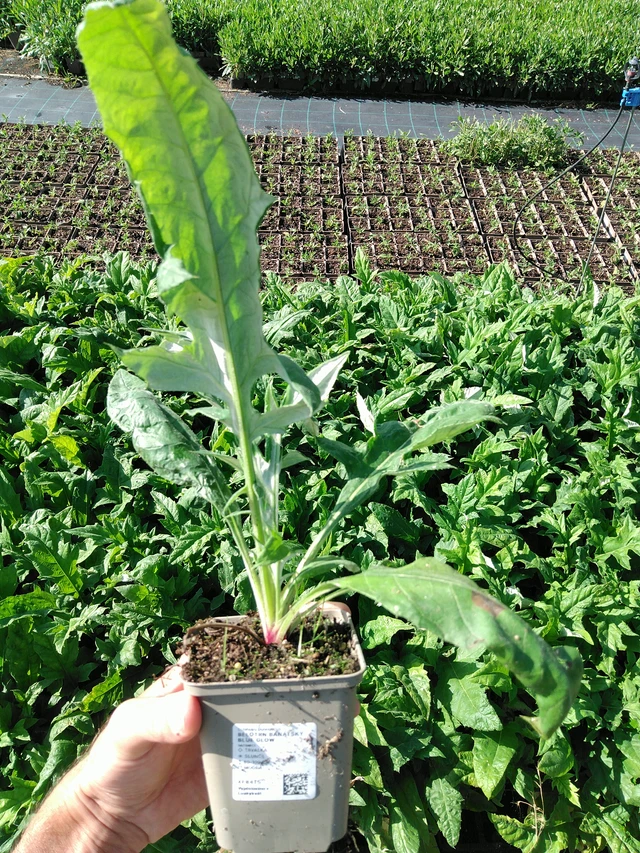 Balkaninpallo-ohdake Blue Glow - 24. 6. 2025