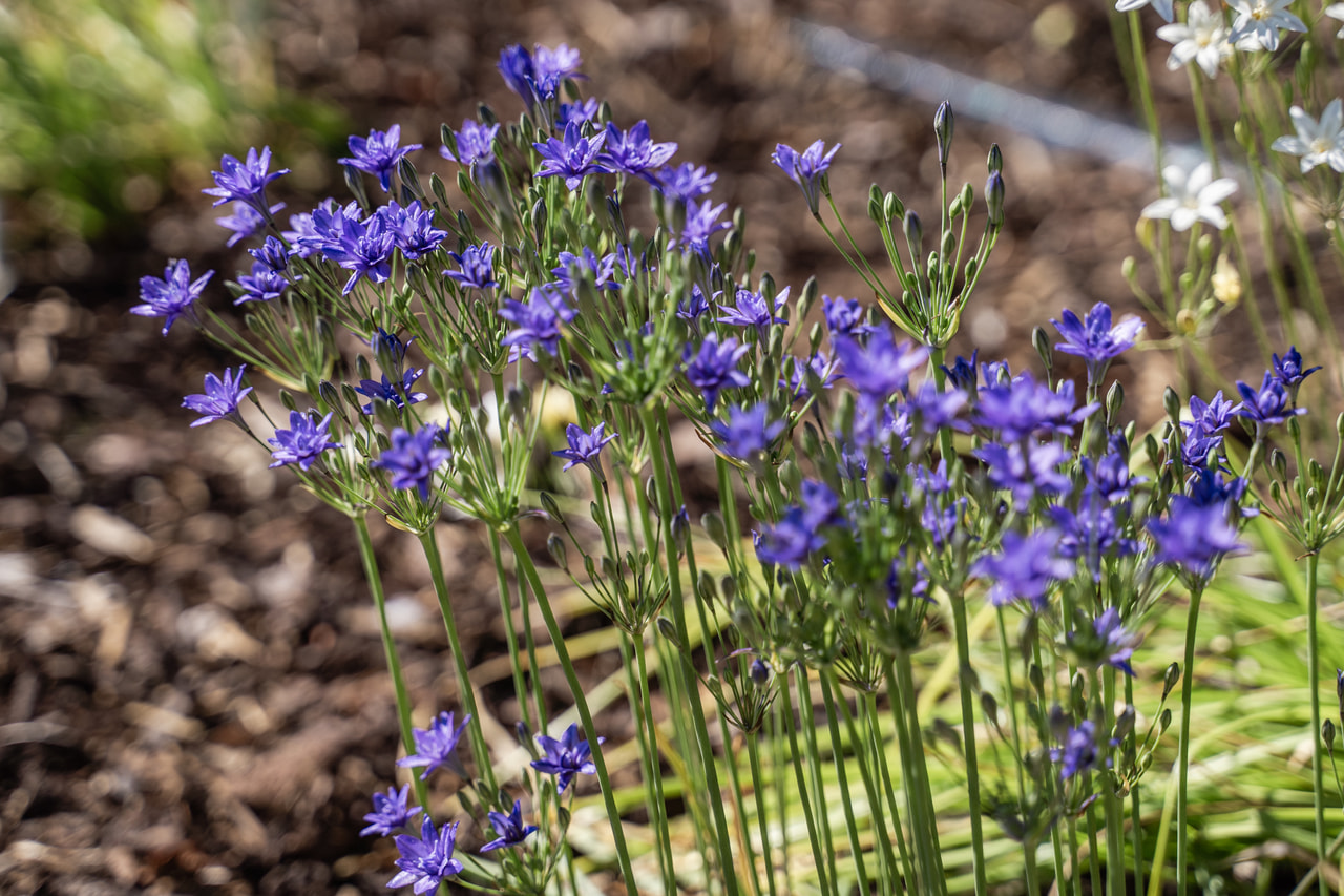Triteleia Aquarius, Loukykvět