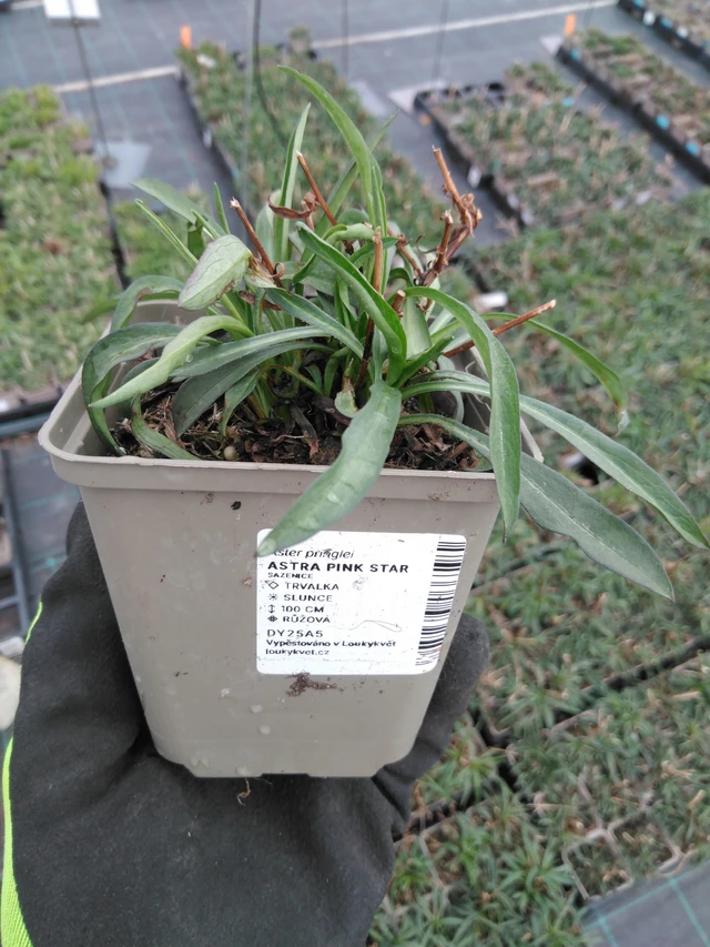 Asteri Pink Star - 8. 4. 2025