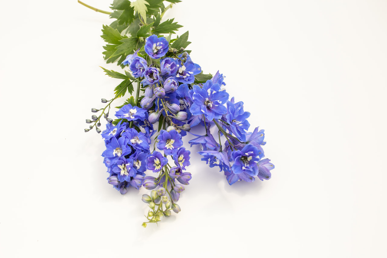 Espuela de caballero Magic Fountains Mid Blue (White Bee), Loukykvět