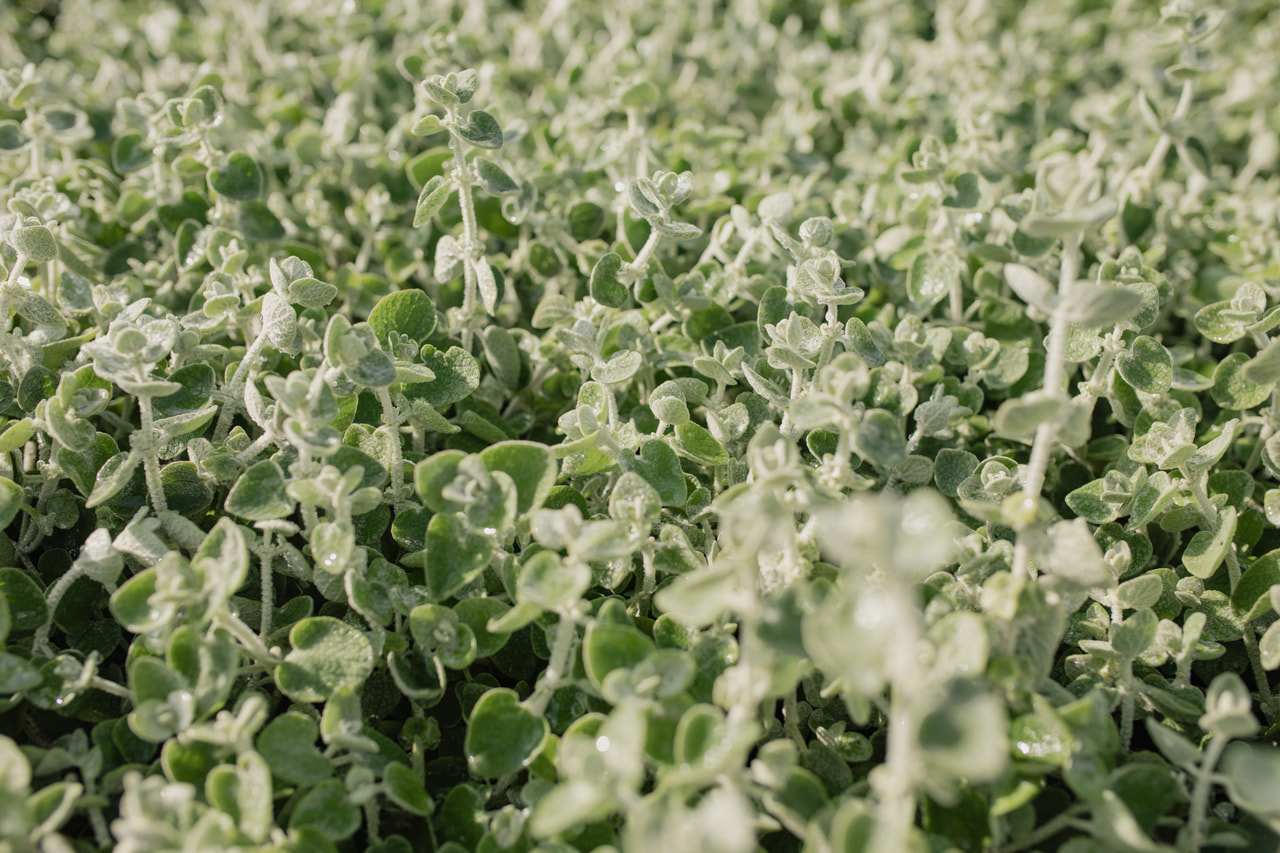 Vale-erakonyrtti, Loukykvět