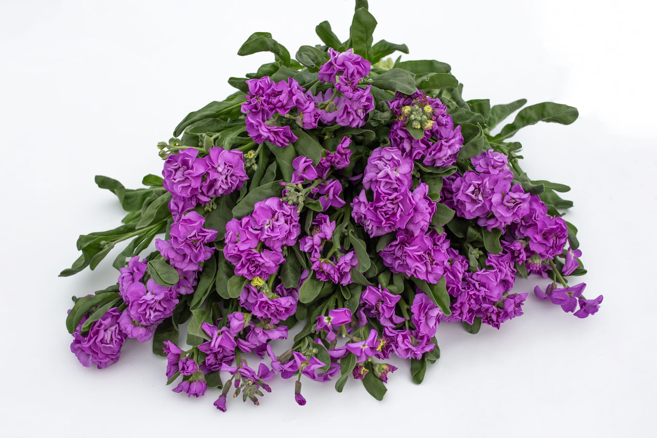 Levkoja Quartet Blue, Loukykvět